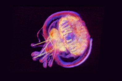 Fécondation et développement embryonnaire - Bilan - 2mn 24s